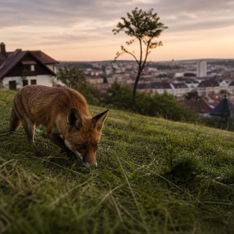 Život zvířat v příměstských oblastech