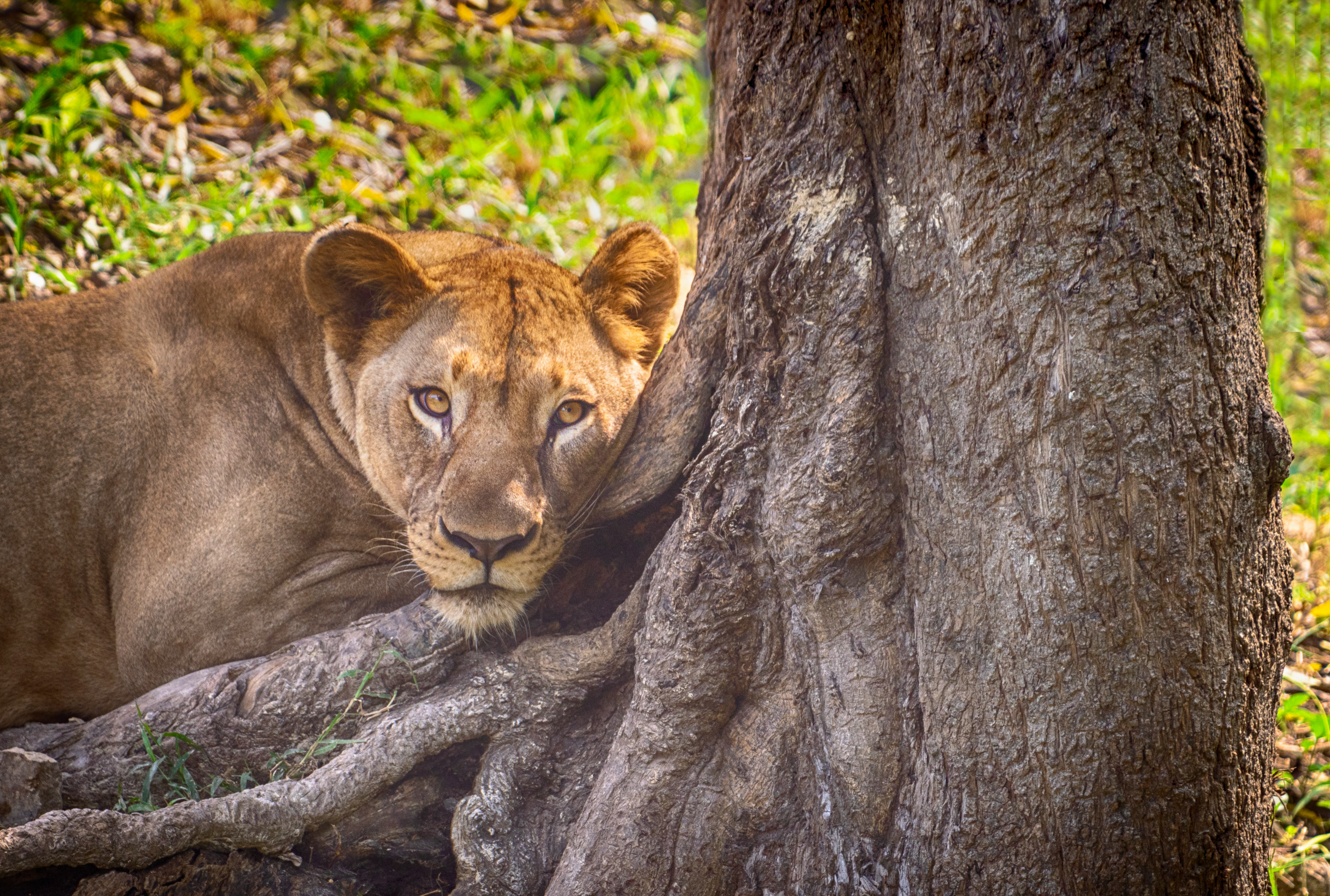 Největší rekordy živočišné říše
